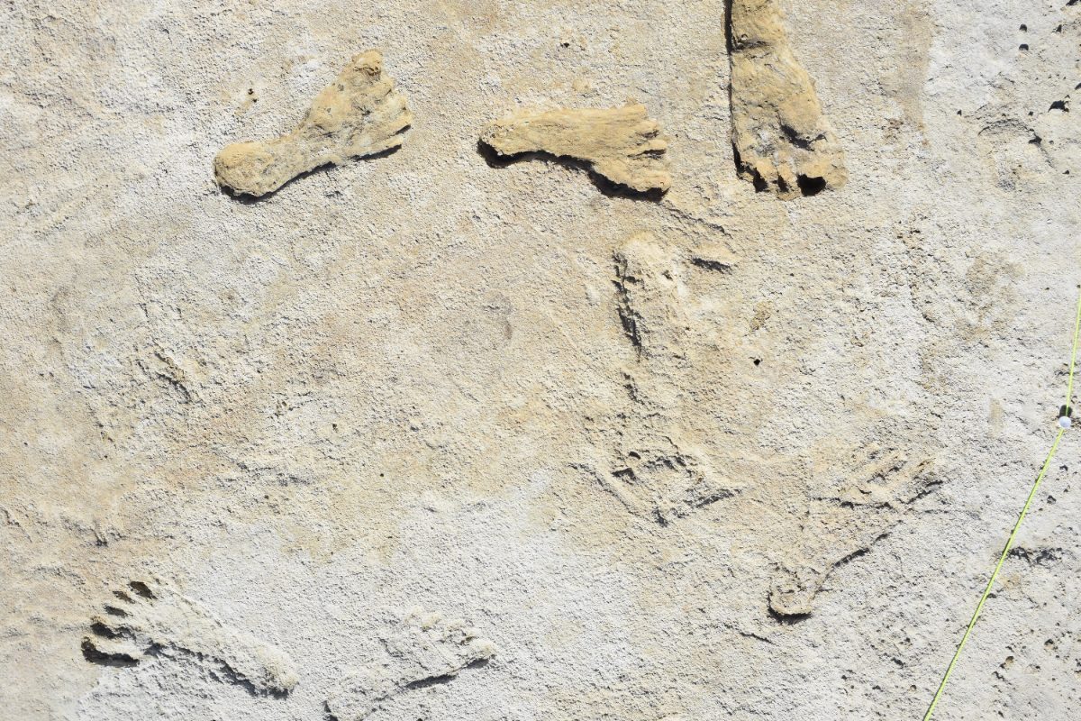 Empreintes de pieds humains fossilisées dans le gypse de White Sands, au Nouveau-Mexique, datées de 23 000 à 21 000 ans.