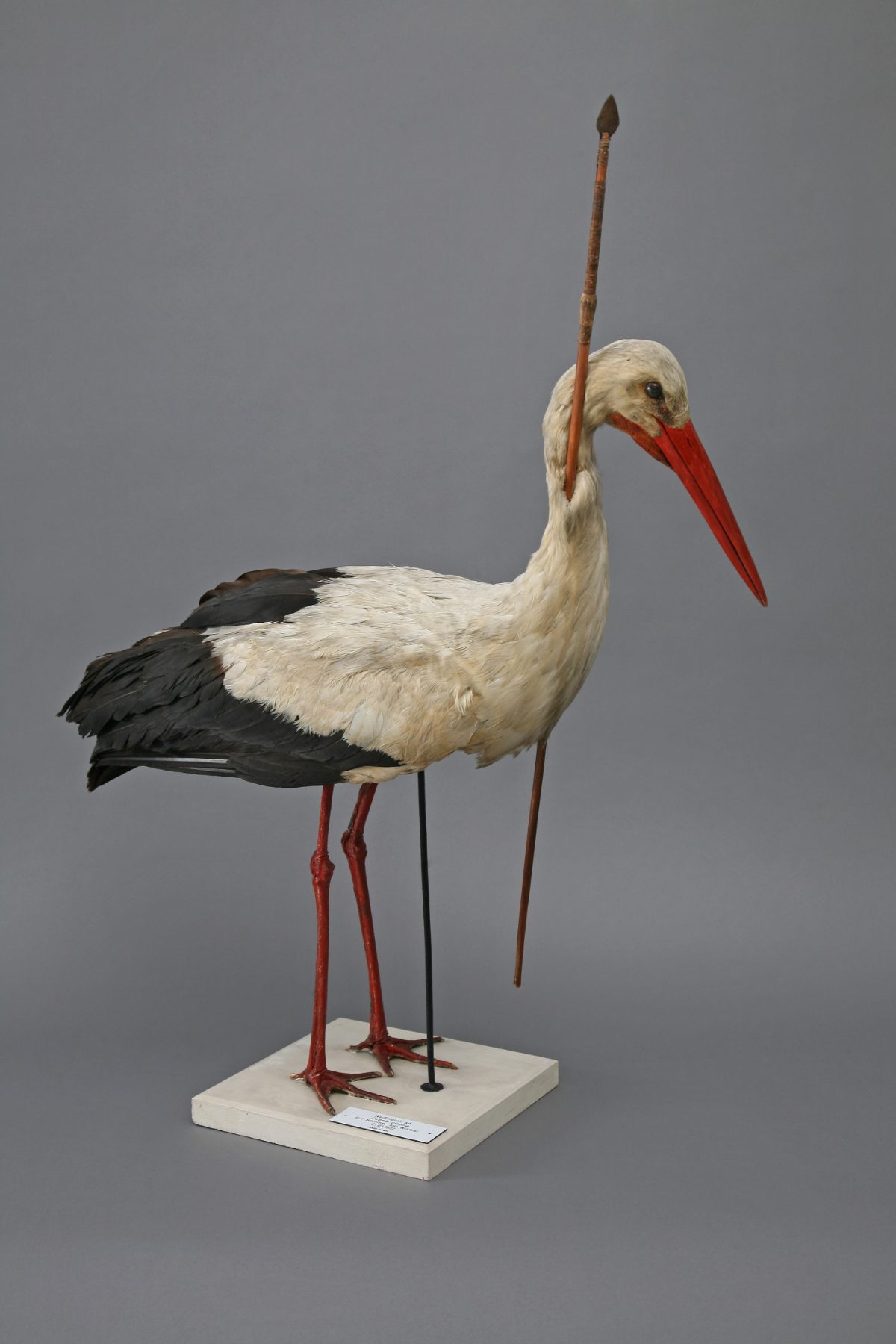 Cigogne blanche naturalisée du Mecklembourg, le cou traversé par une flèche africaine, abattue en 1822.