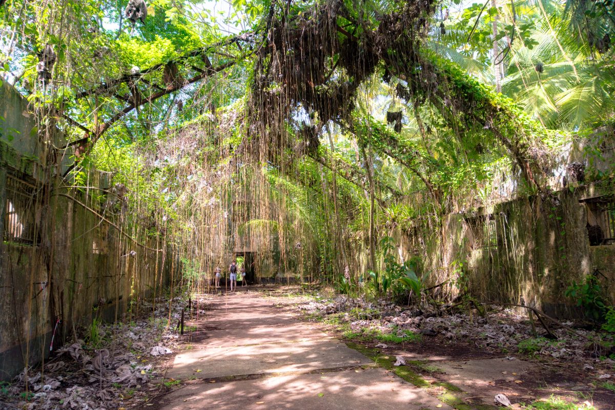 Les cellules de réclusion du bagne de l'île Saint-Joseph, aux Îles du Salut, envahies par la jungle guyanaise.